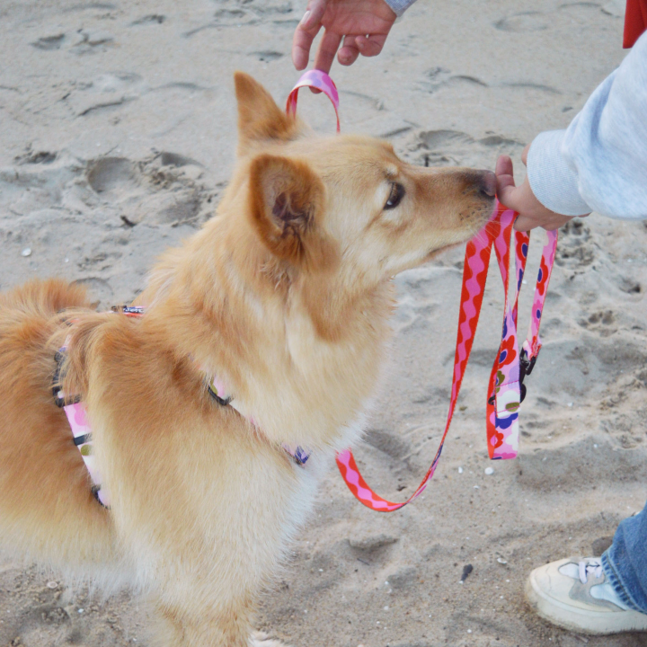 PIESY 🐕 Smycz przepinana "Floresy Fantasmagorie"