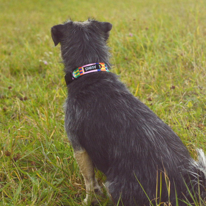 PIESY 🐕 Obroża z klamrą "Psiasty Pasiasty"