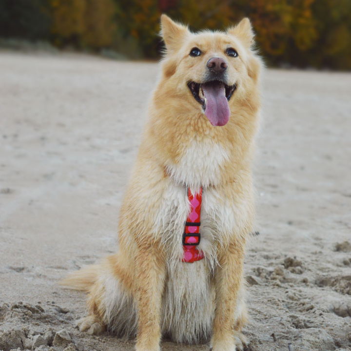 PIESY 🐕 Szelki guard "Fantasmagorie"