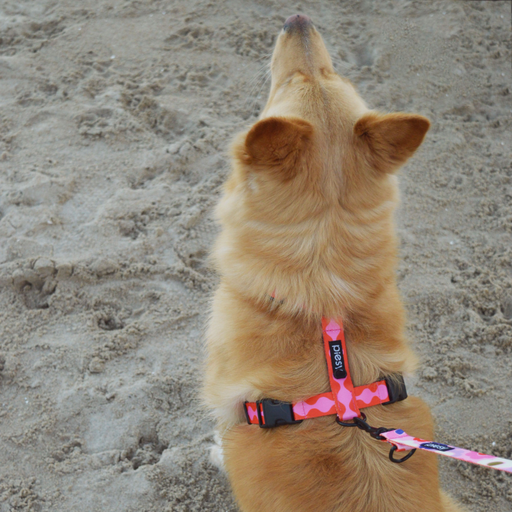 PIESY 🐕 Szelki guard "Fantasmagorie"