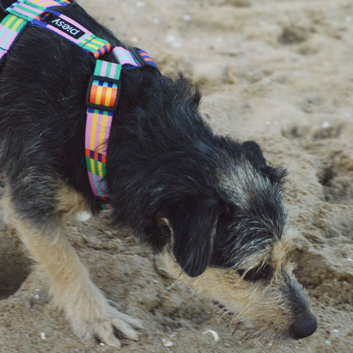 PIESY 🐕 Szelki guard "Psiasty Pasiasty"