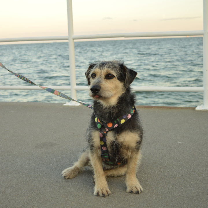 PIESY 🐕 Szelki guard "Pies Ci Buzię Lizał"