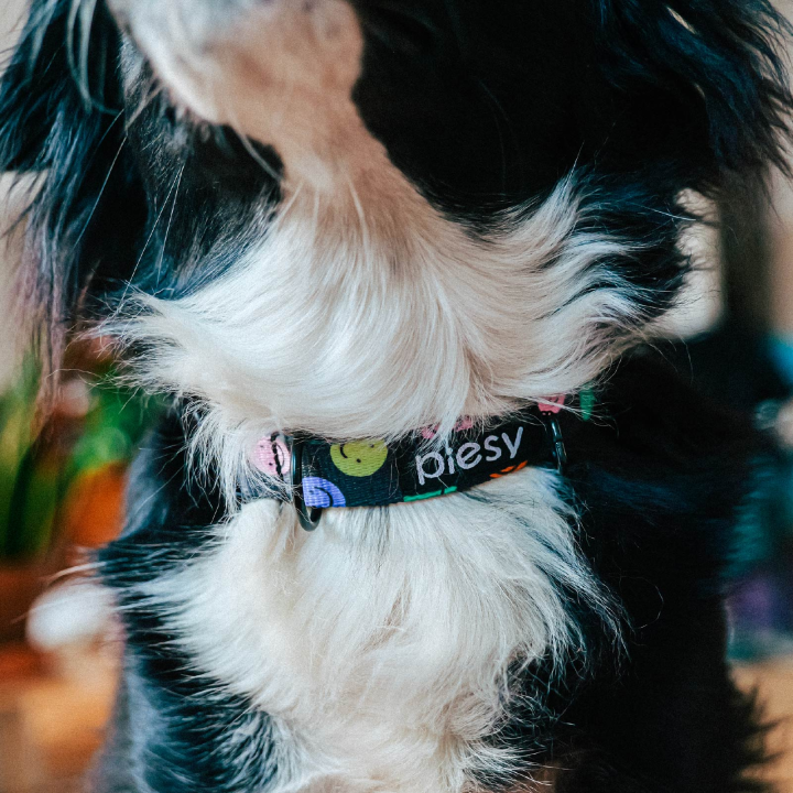 PIESY 🐕 Obroża z klamrą "Pies Ci Buzię Lizał"