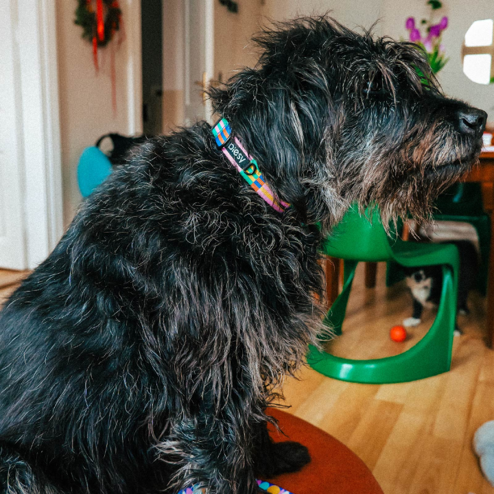 PIESY 🐕 Obroża z klamrą "Psiasty Pasiasty"