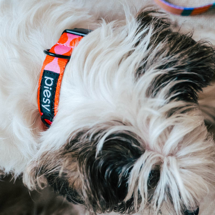 PIESY 🐕 Obroża z klamrą "Fantasmagorie"