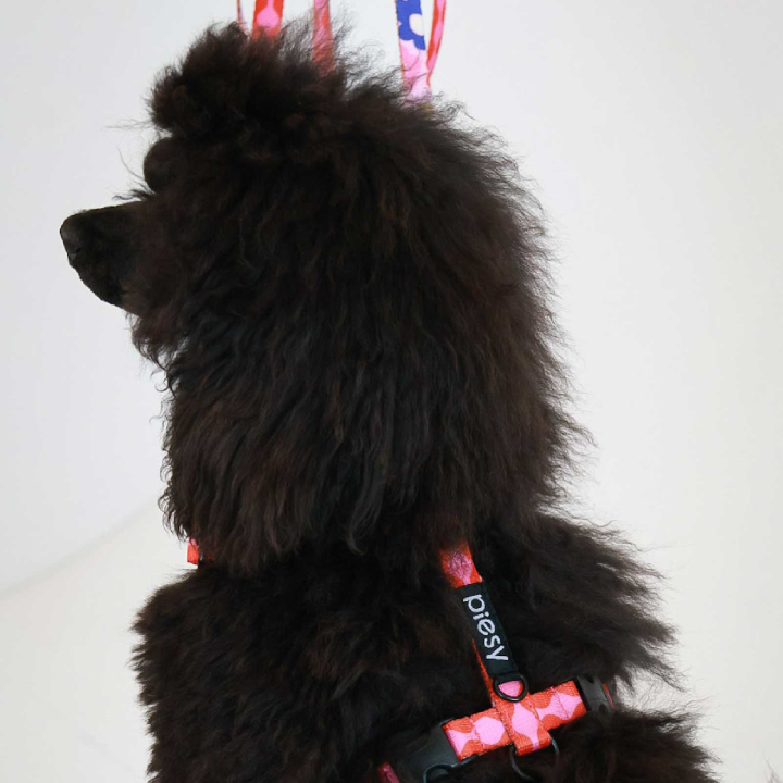 PIESY 🐕 Szelki guard "Fantasmagorie"