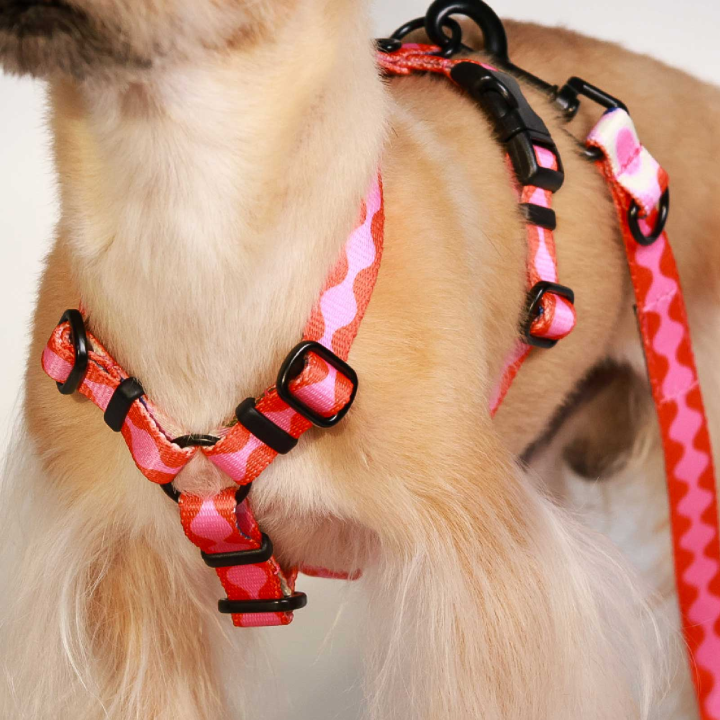 PIESY 🐕 Szelki guard "Fantasmagorie"