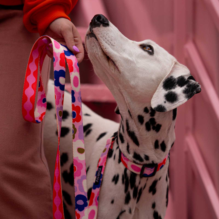 PIESY 🐕 Smycz miejska "Floresy Fantasmagorie"