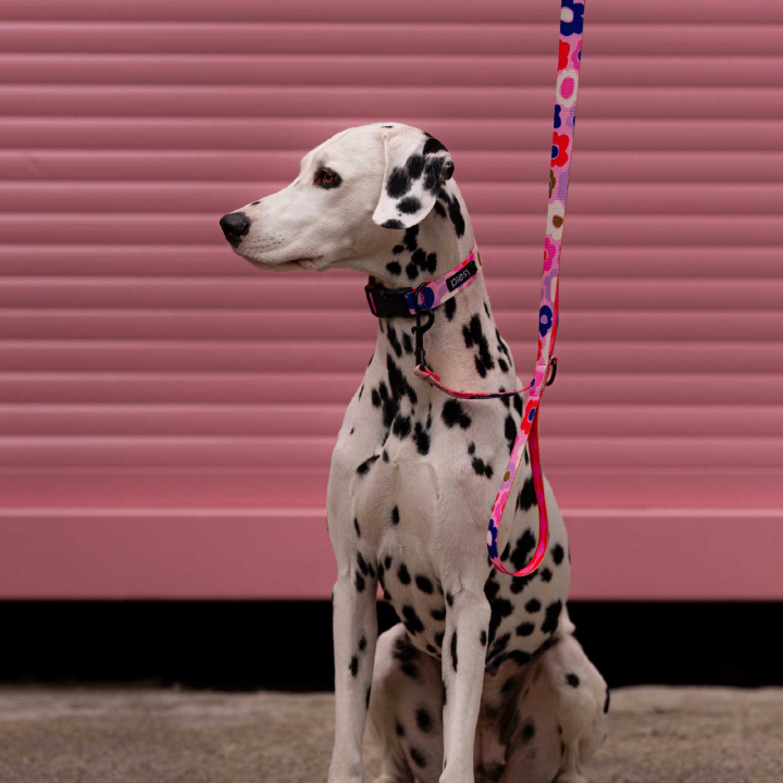 PIESY 🐕 Smycz miejska "Floresy Fantasmagorie"